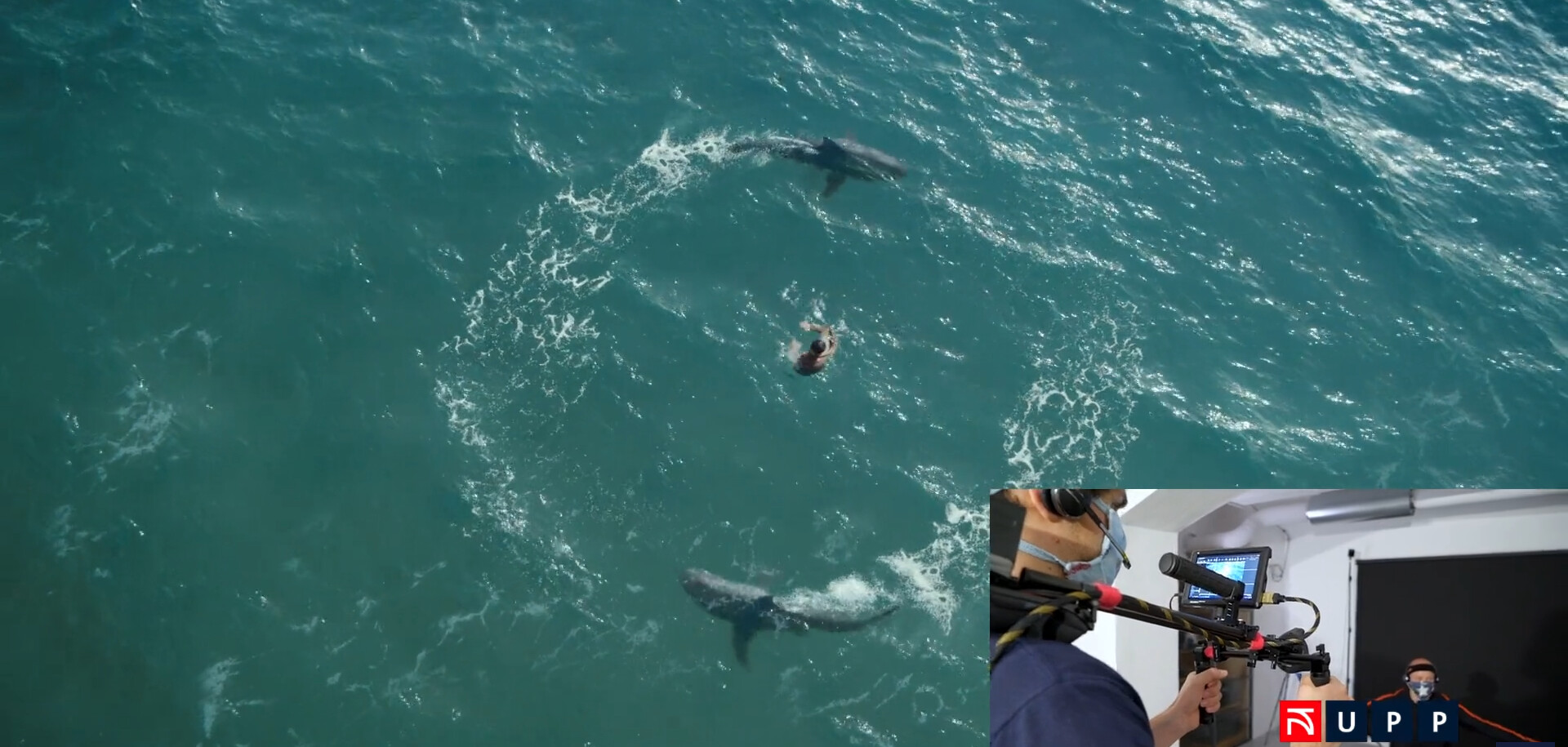 OOREDOO SHARKS Detail 1